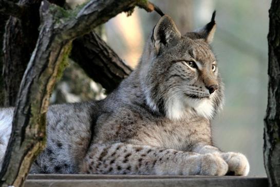 Eurasischer Luchs - Lynx lynx Wildpark Klein Auheim 2017