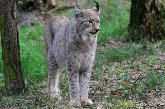 Eurasischer Luchs - Lynx lynx Wildpark Klein Auheim 2017