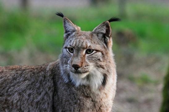 Eurasischer Luchs - Lynx lynx Wildpark Klein Auheim 2017