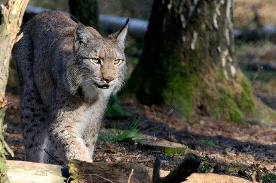 Eurasischer Luchs - Lynx lynx Wildpark Klein Auheim 2017