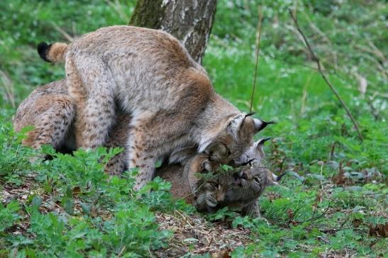 Eurasischer Luchs - Lynx lynx Wildpark Klein Auheim 2017