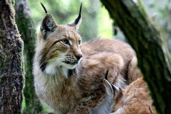 Eurasischer Luchs - Lynx lynx Wildpark Klein Auheim 2017