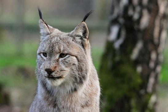 Eurasischer Luchs - Lynx lynx Wildpark Klein Auheim 2017