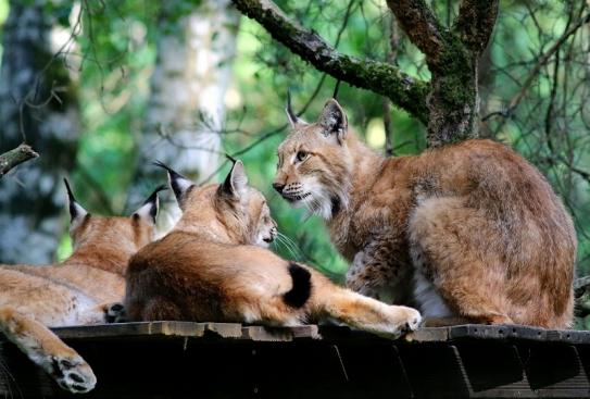 Eurasischer Luchs - Lynx lynx Wildpark Klein Auheim 2017