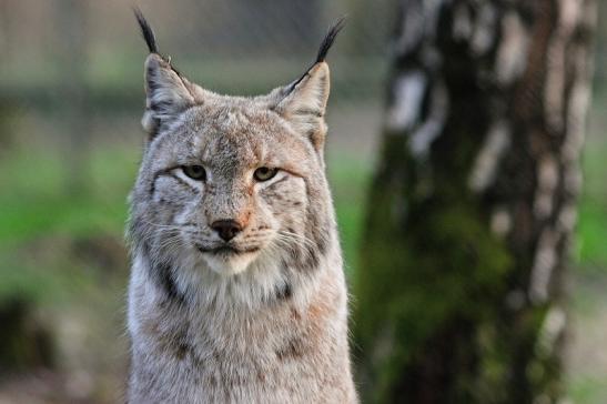 Eurasischer Luchs - Lynx lynx Wildpark Klein Auheim 2017