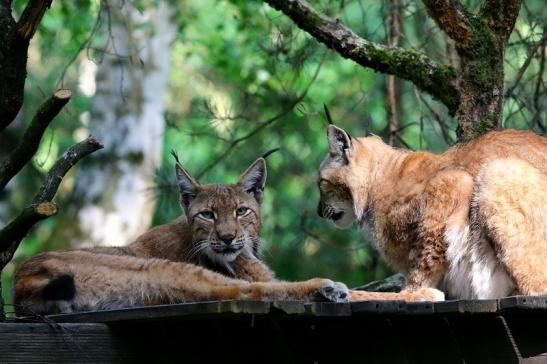 Eurasischer Luchs - Lynx lynx Wildpark Klein Auheim 2017