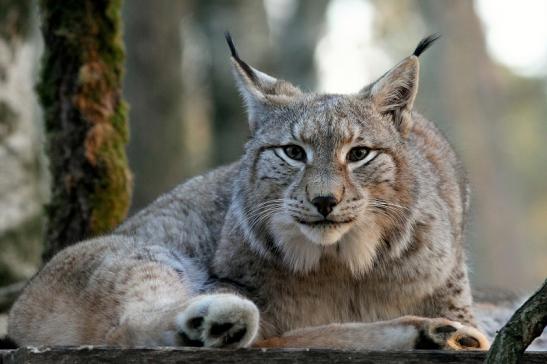 Eurasischer Luchs - Lynx lynx Wildpark Klein Auheim 2017