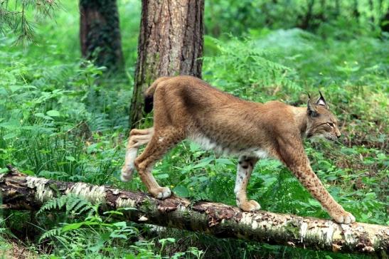 Eurasischer Luchs - Lynx lynx Wildpark Klein Auheim 2017