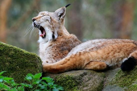 Eurasischer Luchs - Lynx lynx Wildpark Klein Auheim 2017