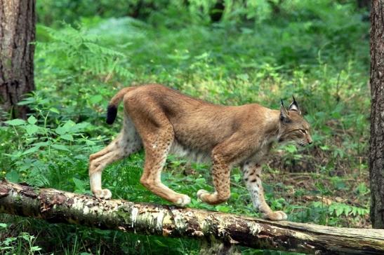 Eurasischer Luchs - Lynx lynx Wildpark Klein Auheim 2017