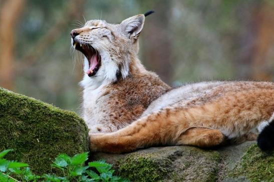 Eurasischer Luchs - Lynx lynx Wildpark Klein Auheim 2017