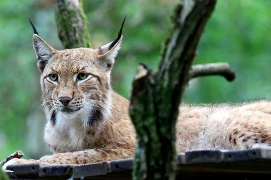 Eurasischer Luchs - Lynx lynx Wildpark Klein Auheim 2017