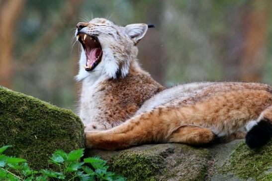 Eurasischer Luchs - Lynx lynx Wildpark Klein Auheim 2017