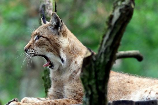 Eurasischer Luchs - Lynx lynx Wildpark Klein Auheim 2017