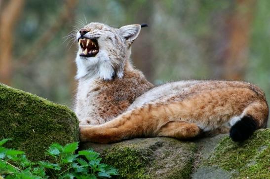 Eurasischer Luchs - Lynx lynx Wildpark Klein Auheim 2017