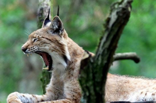 Eurasischer Luchs - Lynx lynx Wildpark Klein Auheim 2017