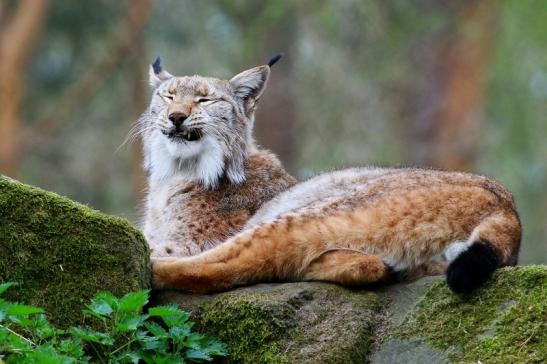 Eurasischer Luchs - Lynx lynx Wildpark Klein Auheim 2017