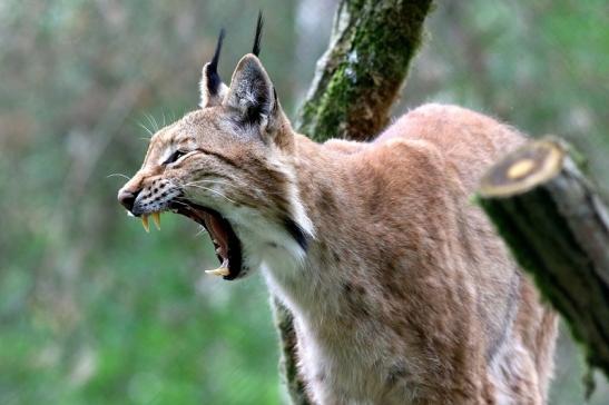 Eurasischer Luchs - Lynx lynx Wildpark Klein Auheim 2017