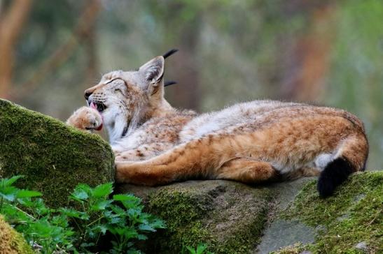 Eurasischer Luchs - Lynx lynx Wildpark Klein Auheim 2017