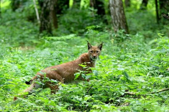 Eurasischer Luchs - Lynx lynx Wildpark Klein Auheim 2017