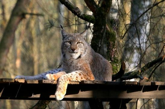 Eurasischer Luchs - Lynx lynx Wildpark Klein Auheim 2017