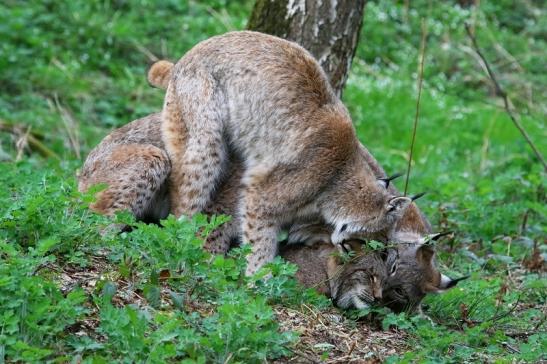 Eurasischer Luchs - Lynx lynx Wildpark Klein Auheim 2017