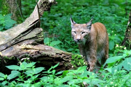 Eurasischer Luchs - Lynx lynx Wildpark Klein Auheim 2017