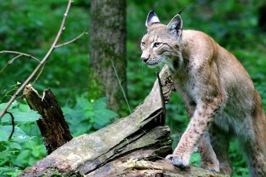 Eurasischer Luchs - Lynx lynx Wildpark Klein Auheim 2017