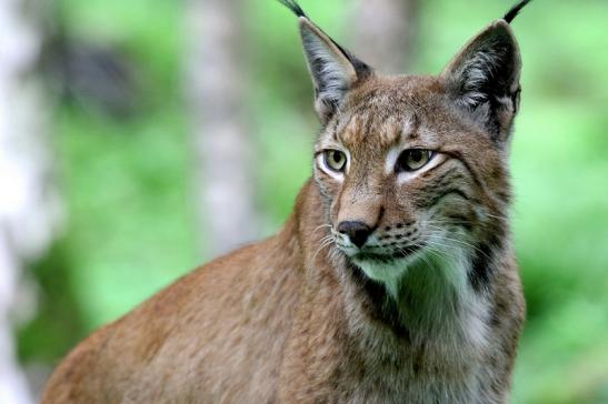 Eurasischer Luchs - Lynx lynx Wildpark Klein Auheim 2017