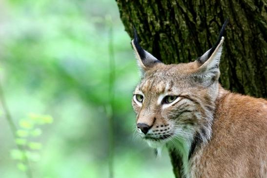 Eurasischer Luchs - Lynx lynx Wildpark Klein Auheim 2017