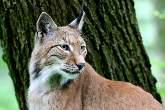 Eurasischer Luchs - Lynx lynx Wildpark Klein Auheim 2017