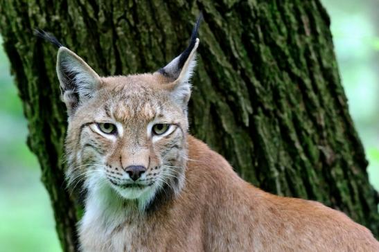 Eurasischer Luchs - Lynx lynx Wildpark Klein Auheim 2017