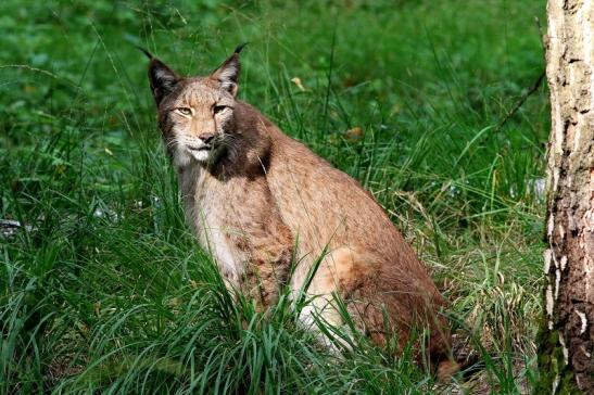 Eurasischer Luchs - Lynx lynx Wildpark Klein Auheim 2017