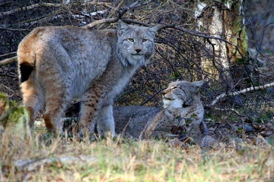 Eurasischer Luchs - Lynx lynx Wildpark Klein Auheim 2017