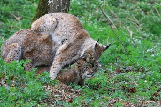 Eurasischer Luchs - Lynx lynx Wildpark Klein Auheim 2017