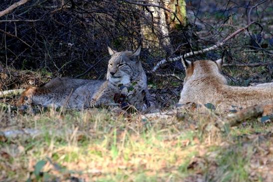 Eurasischer Luchs - Lynx lynx Wildpark Klein Auheim 2017