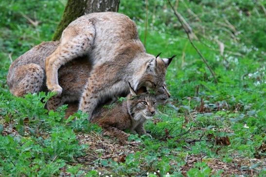 Eurasischer Luchs - Lynx lynx Wildpark Klein Auheim 2017