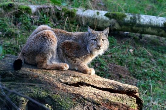 Eurasischer Luchs - Lynx lynx Wildpark Klein Auheim 2017