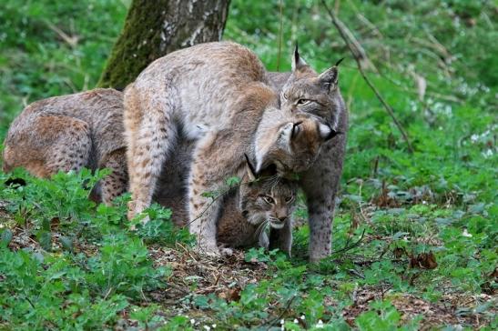 Eurasischer Luchs - Lynx lynx Wildpark Klein Auheim 2017