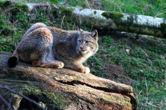 Eurasischer Luchs - Lynx lynx Wildpark Klein Auheim 2017