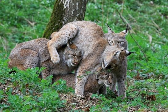 Eurasischer Luchs - Lynx lynx Wildpark Klein Auheim 2017