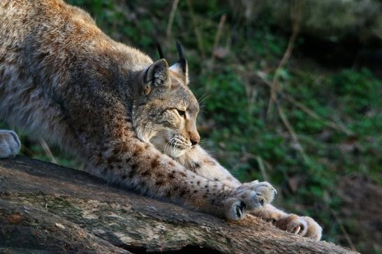 Eurasischer Luchs - Lynx lynx Wildpark Klein Auheim 2017