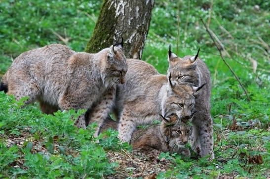 Eurasischer Luchs - Lynx lynx Wildpark Klein Auheim 2017