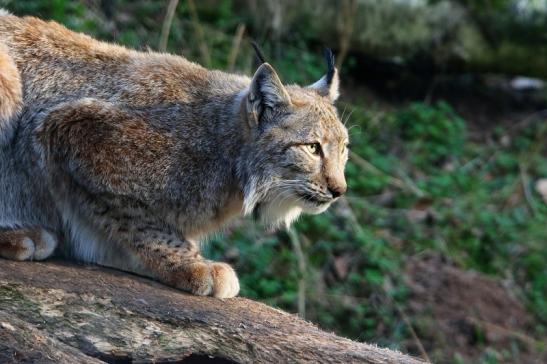 Eurasischer Luchs - Lynx lynx Wildpark Klein Auheim 2017