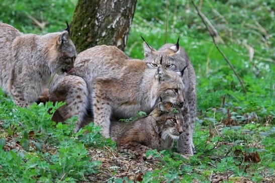 Eurasischer Luchs - Lynx lynx Wildpark Klein Auheim 2017