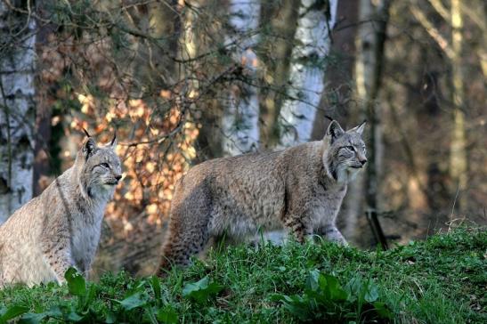 Eurasischer Luchs - Lynx lynx Wildpark Klein Auheim 2017