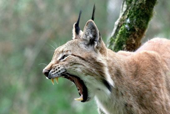 Foto des Monats September 2019 Eurasischer Luchs Wildpark Alte Fasanerie Klein Auheim