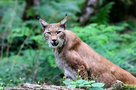 Eurasischer Luchs - Lynx lynx Wildpark Klein Auheim 2018