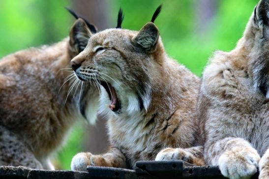 Eurasischer Luchs - Lynx lynx Wildpark Klein Auheim 2018