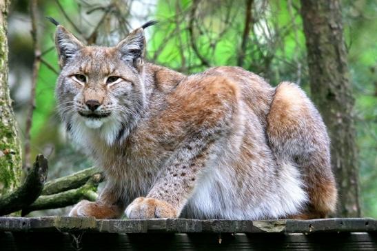 Eurasischer Luchs - Lynx lynx Wildpark Klein Auheim 2018